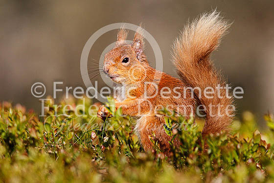 Red squirrel 3 (Sciurus vulgaris)