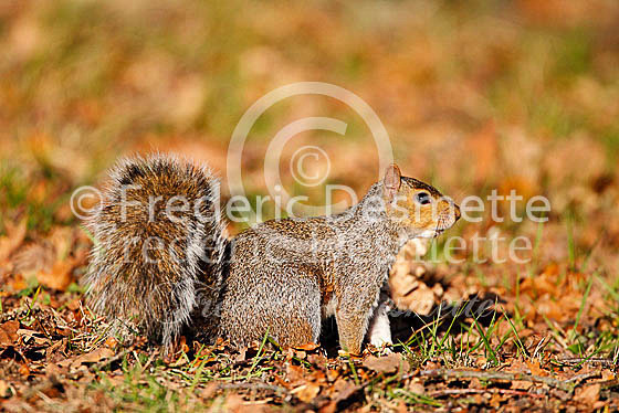 Grey squirrel 17 (Sciurus carolinensis)