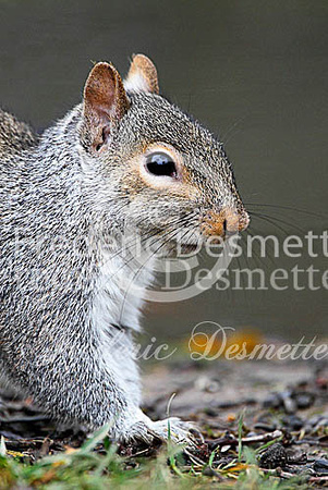 Grey squirrel 22 (Sciurus carolinensis)