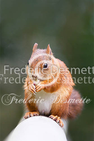 Red squirrel 37 (Sciurus vulgaris)