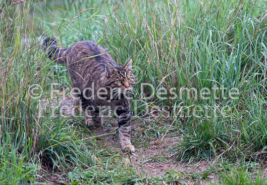 Scottish wildcat 39 (Felis silvestris grampia)