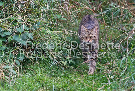 Scottish wildcat 40 (Felis silvestris grampia)