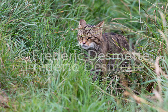 Scottish wildcat 41 (Felis silvestris grampia)