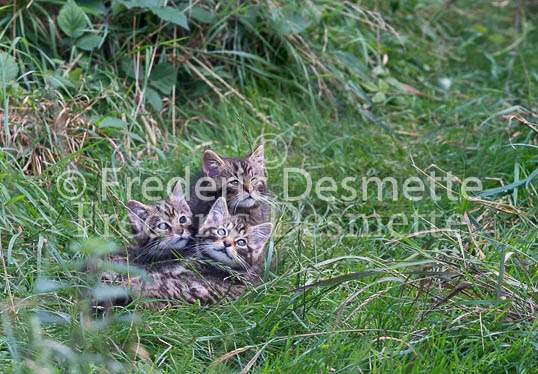 Scottish wildcat 12 (Felis silvestris grampia)