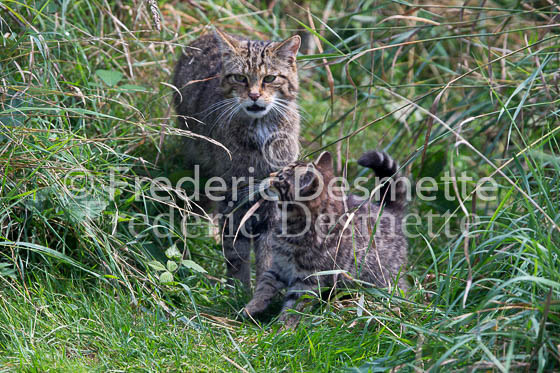 Scottish wildcat 42 (Felis silvestris grampia)