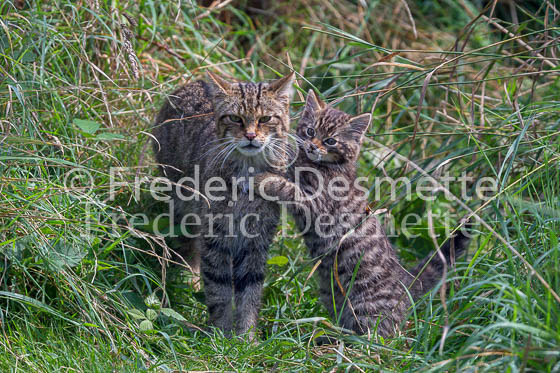 Scottish wildcat 44 (Felis silvestris grampia)