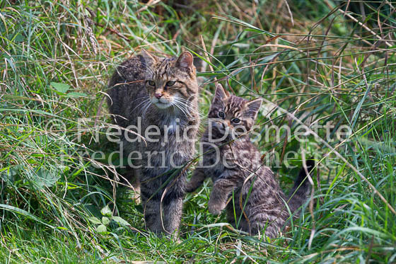 Scottish wildcat 43 (Felis silvestris grampia)