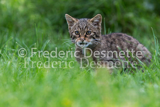 Scottish wildcat 15 (Felis silvestris grampia)