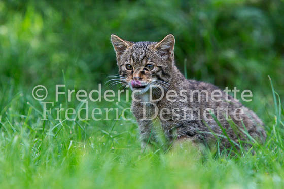 Scottish wildcat 16 (Felis silvestris grampia)