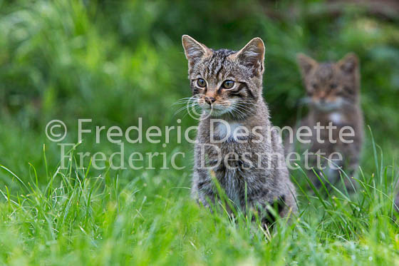 Scottish wildcat 18 (Felis silvestris grampia)