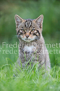 Scottish wildcat 29 (Felis silvestris grampia)