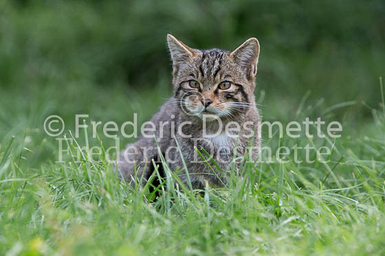 Scottish wildcat 31 (Felis silvestris grampia)
