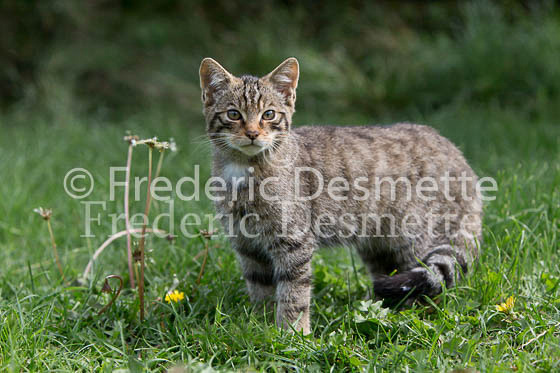 Scottish wildcat 30 (Felis silvestris grampia)