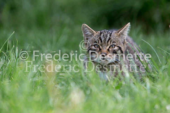 Scottish wildcat 32 (Felis silvestris grampia)