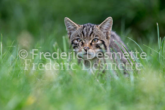 Scottish wildcat 33 (Felis silvestris grampia)