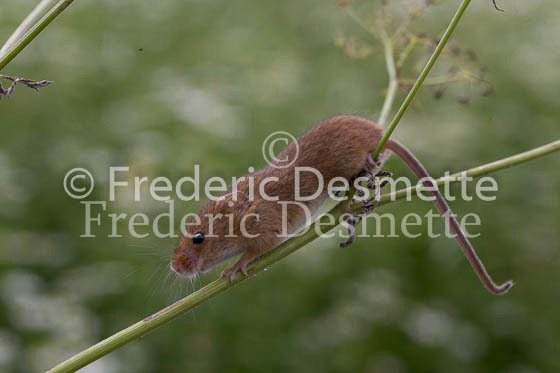 Harvest mouse 1 (Micromys minutus)