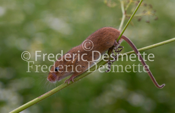Harvest mouse 105 (Micromys minutus)