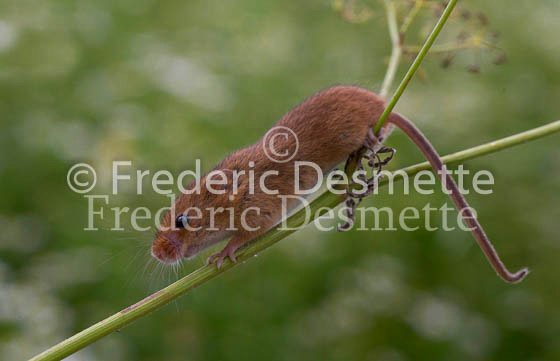 Harvest mouse 61 (Micromys minutus)