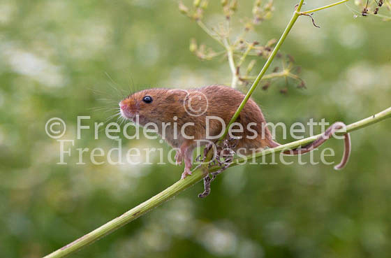Harvest mouse 4 (Micromys minutus)