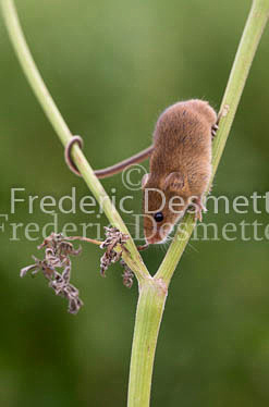 Harvest mouse 98 (Micromys minutus)