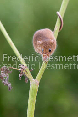 Harvest mouse 97 (Micromys minutus)