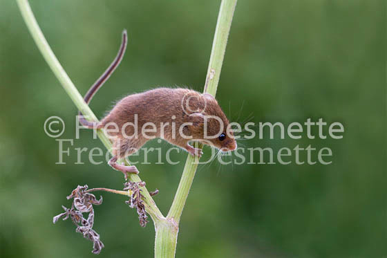 Harvest mouse 96 (Micromys minutus)