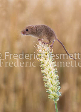 Harvest mouse 28 (Micromys minutus)