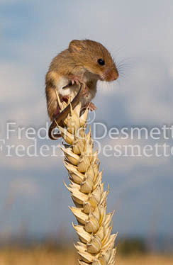 Harvest mouse 34 (Micromys minutus)
