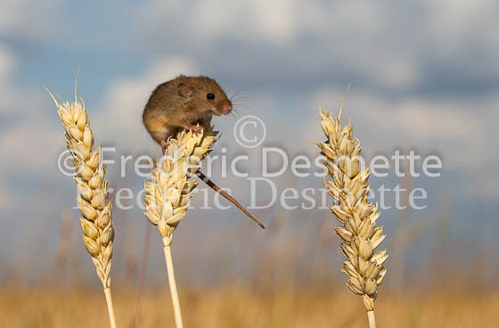Harvest mouse 30 (Micromys minutus)