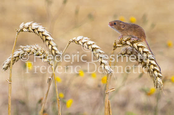 Harvest mouse 54 (Micromys minutus)