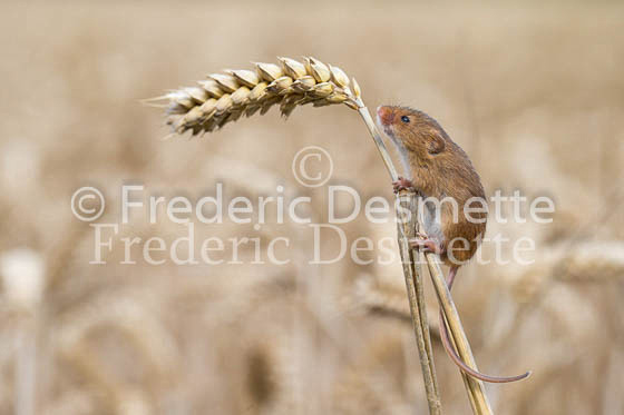 Harvest mouse 70 (Micromys minutus)