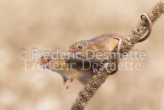 Harvest mouse 53 (Micromys minutus)