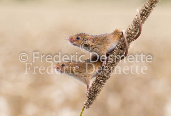Harvest mouse 55 (Micromys minutus)