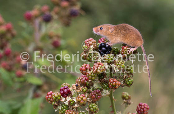 Harvest mouse 48 (Micromys minutus)h (2)