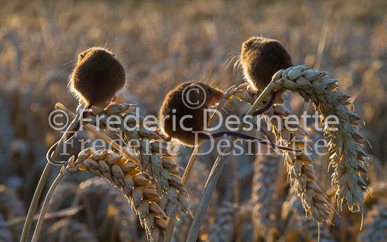Harvest mouse 36 (Micromys minutus)