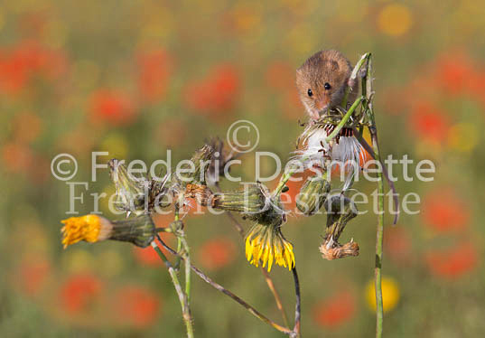 Harvest mouse 6 (Micromys minutus)