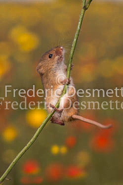 Harvest mouse 21 (Micromys minutus)