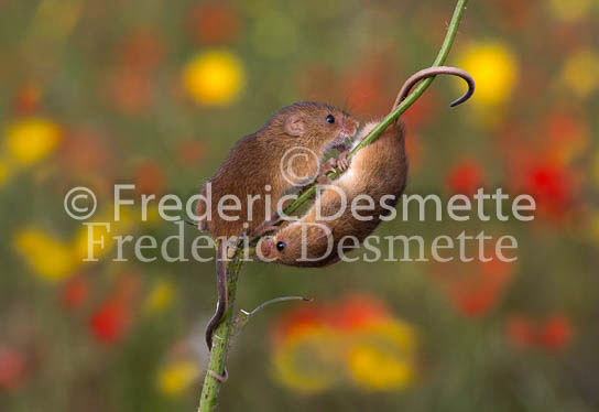 Harvest mouse 24 (Micromys minutus)