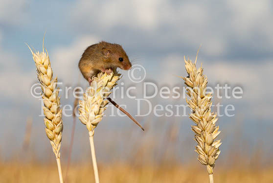 Harvest mouse 114 (Micromys minutus)