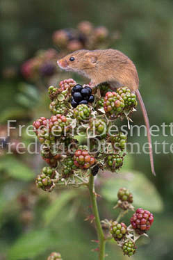 Harvest mouse 108 (Micromys minutus)