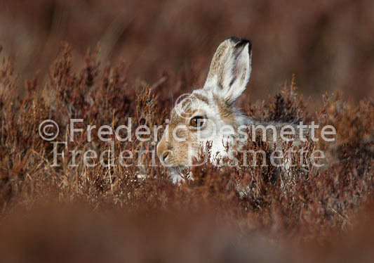 Mountain hare 8 (Lepus timidus)