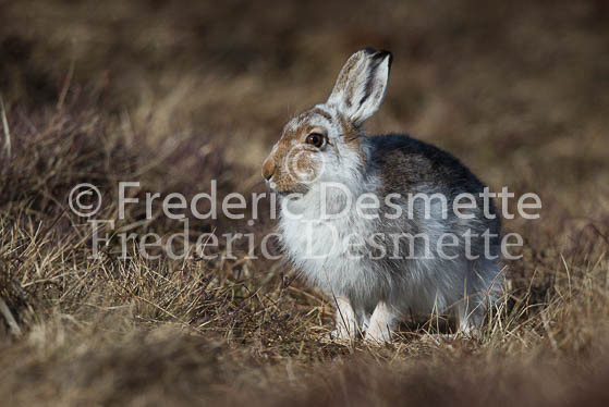 Mountain hare 3 (Lepus timidus)