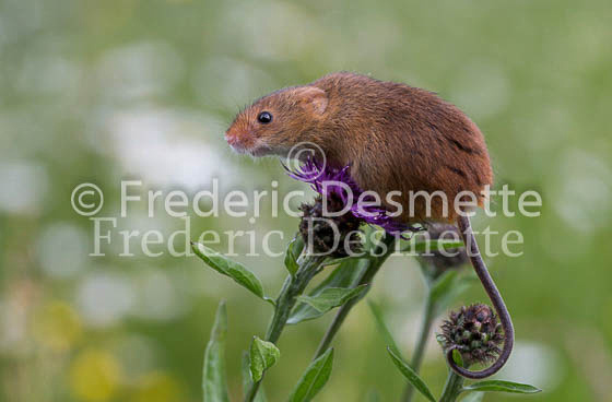 Harvest mouse 158 (Micromys minutus)