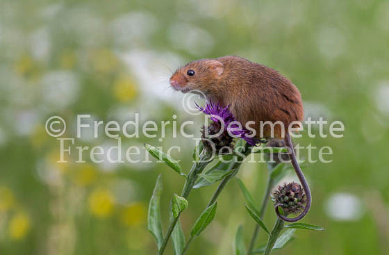 Harvest mouse 157 (Micromys minutus)