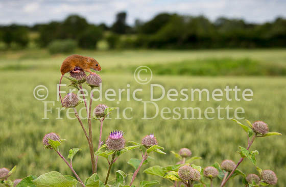 Harvest mouse 193 (Micromys minutus)