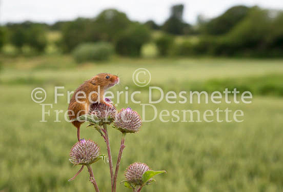 Harvest mouse 191 (Micromys minutus)