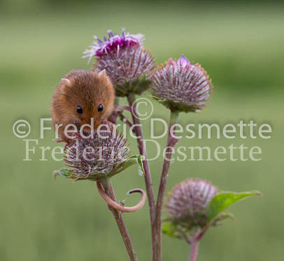 Harvest mouse 189 (Micromys minutus)