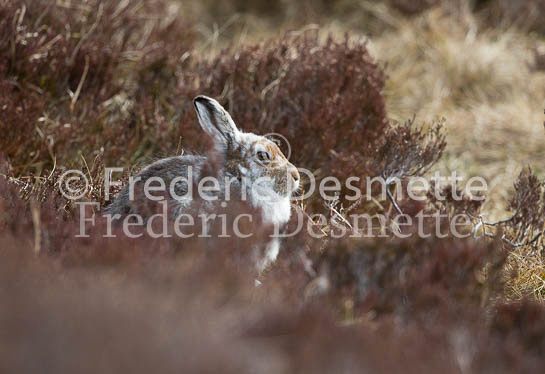 Mountain hare 33 (Lepus timidus)