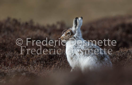 Mountain hare 34 (Lepus timidus)