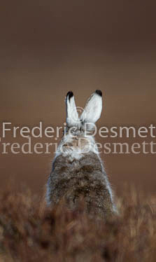 Mountain hare 41 (Lepus timidus)